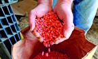 Аграрии приступили к лоббированию выращивания ГМО-культур для экспорта