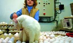 Производители яиц одними из первых начнут поставки в страны Евросоюза