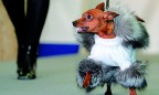 С модой на карликовые породы собак пришел бум стильной одежды для четвероногих