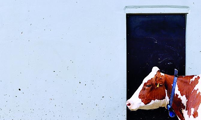 Регулятор допустил акции компании «Укрпродукт» на отечественный фондовый рынок