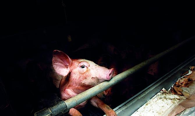 Украинские свиноводы теснят импортеров