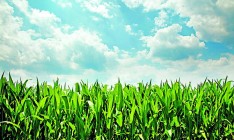 Агрохолдинги стали заложниками девальвации гривни