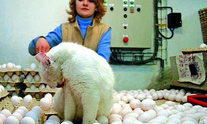 Торги украинскими акциями на Варшавской бирже активизировались