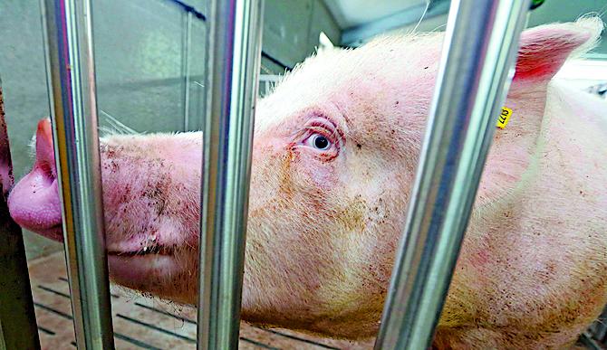 Пока импортеры бегут от девальвации, украинские свиноводы зарабатывают