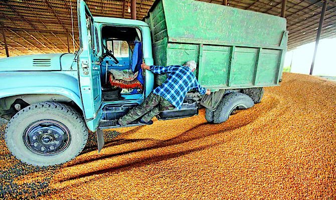 Agrarians promise to sell all their grain now due to the red tape
