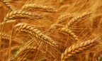 Аграрная биржа запустит сводный индекс на сельхозпродукцию