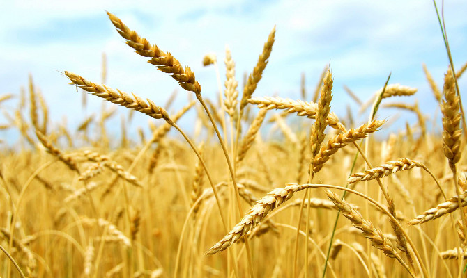 Украина и Россия вновь задумались о создании зернового пула