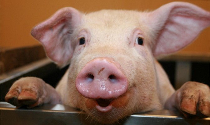 Украина сняла запрет на импорт бразильской свинины