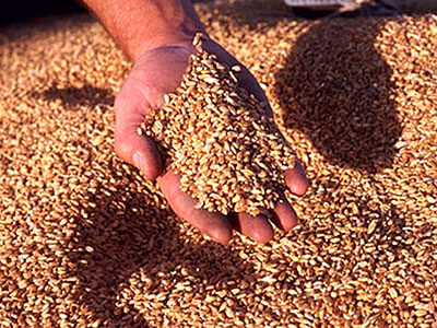 Украина собрала более 19,7 млн тонн зерна – и.о. премьер-министра