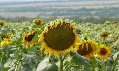 Fitch понизило рейтинг "Агротона" до дефолтного уровня