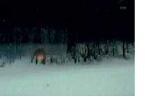 «Transylvanian Concert» — альбом меланхоличный и размеренный, но не мрачный