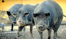 Украинская экономика в первом квартале оказалась чуть здоровее, чем сообщалось ранее