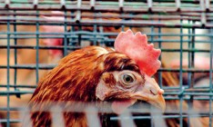 Нацбанк согласился пустить в Украину ценные бумаги иностранных эмитентов. Уже к осени на отечественных биржах могут появиться акции компаний МХП и «Укрпродукт»