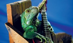 В канун сезона отпусков места в отелях для животных расписаны на месяцы  вперед