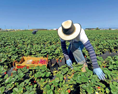 Государство планирует сократить дефицит бюджета Пенсионного фонда за счет поступлений от украинских гастарбайтеров, предложив им платить единый социальный взнос и отчисления в ПФ