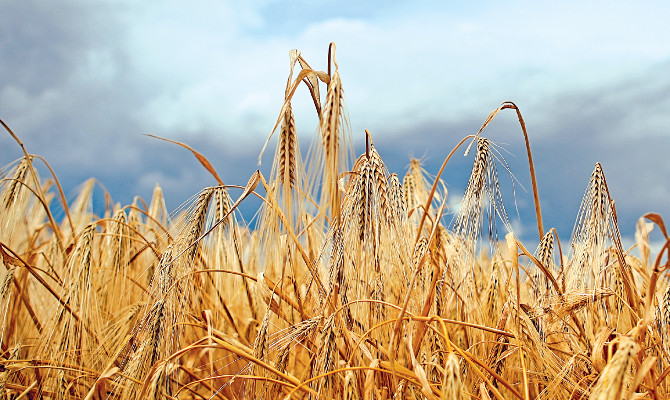 Аграрный страховой пул может пополниться двумя новыми членами