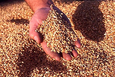 Таможни оформляют экспорт зерновых по упрощенной схеме