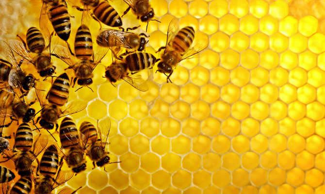 Украина вошла в ТОП-5 крупнейших производителей меда в мире