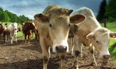 Кабмин одобрил снижение пошлины на экспорт скота в 5 раз