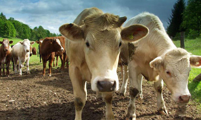 Кабмин одобрил снижение пошлины на экспорт скота в 5 раз