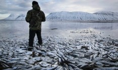 Исландия может не стать членом ЕС из-за рыбы