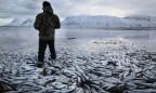 Исландия может не стать членом ЕС из-за рыбы