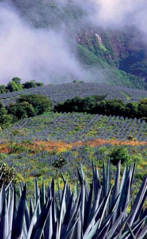 Знае свое mixto