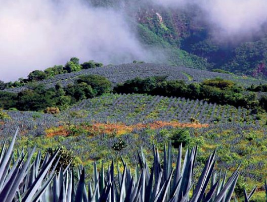 Знае свое mixto