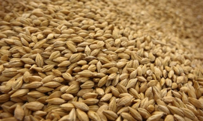 Государственная зерновая корпорация намерена поставлять зерно для ООН