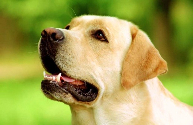 У домашних животных может появится международный паспорт