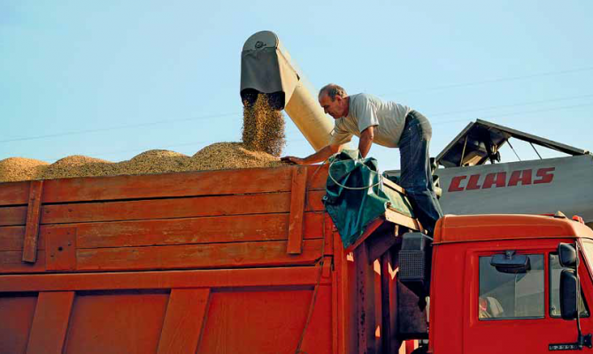 В текущем году аграрии соберут рекордный урожай сои. Цены на нее снижаются