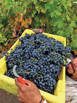 Винограды солнечной долины