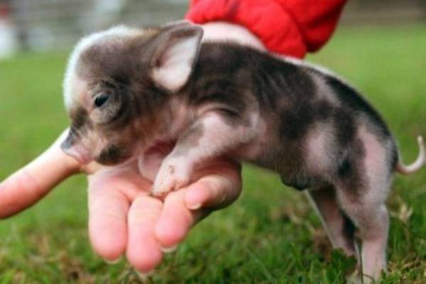 Испанцы вслед за датчанами и поляками инвестируют в украинское свиноводство