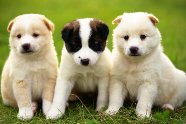 В Украине запретят купировать хвосты домашним животным