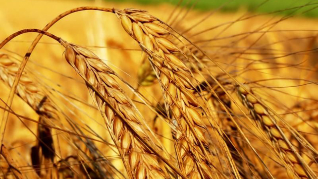 Експорт украинской сельхозпродукции в ЕС вырос на 16%