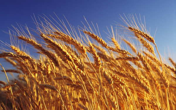Украина стала наибольшим поставщиком пшеницы в ЮАР