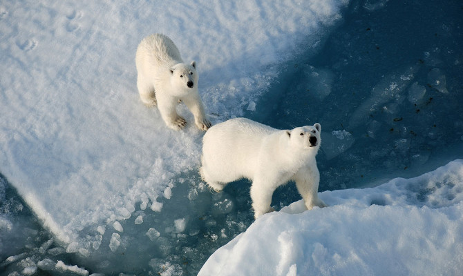 Арктика через 40 лет станет свободной от летнего льда