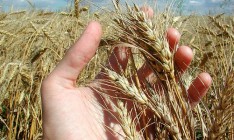 Азаров поручил начать работу над созданием Причерноморского зернового пула
