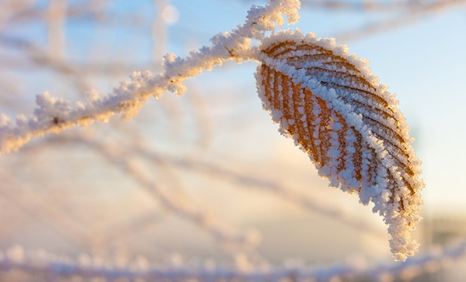 На выходных в Украине ожидаются заморозки