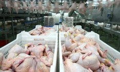 Россельхознадзор обнаружил запрещенные микроорганизмы в украинском мясе птицы