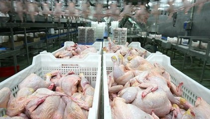 Россельхознадзор обнаружил запрещенные микроорганизмы в украинском мясе птицы