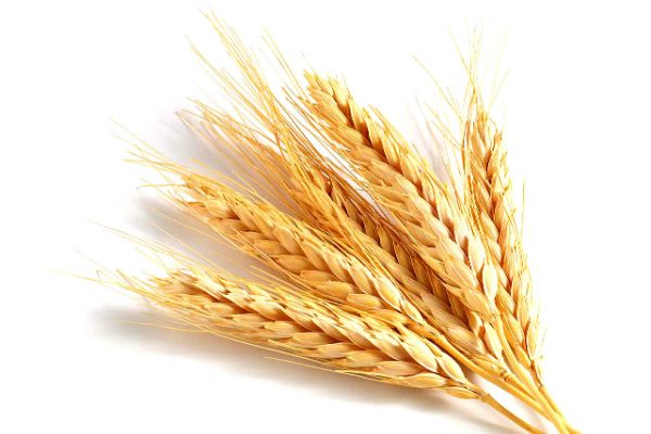 ООН предупреждает об угрозах ценам на пшеницу