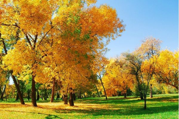 В начале недели в Украину придет тепло