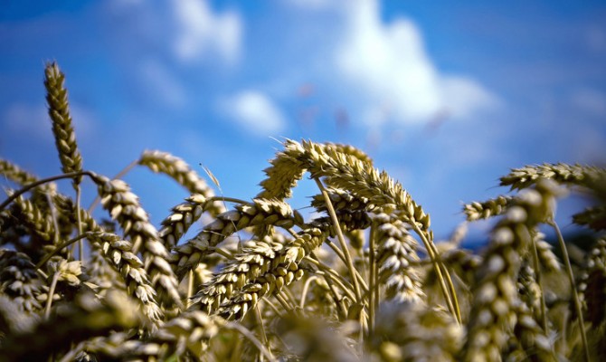 «Кернел» продал агробизнес на юге Украины за $7 млн