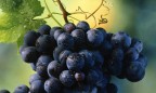 В Грузии переработали рекордный урожай винограда за 20 лет
