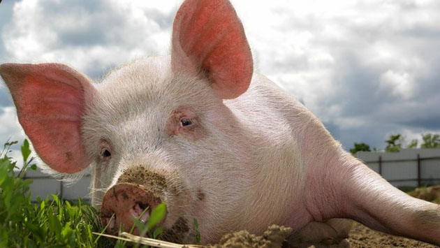 На украинский рынок заходит крупный производитель свинины из США