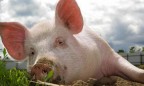 На украинский рынок заходит крупный производитель свинины из США