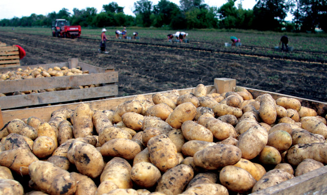 В Минагрополитики хотят устранить перекупщиков с помощью оптовых рынков