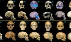 Череп, найденный в Грузии, сильно поменял представление ученых об эволюции человека