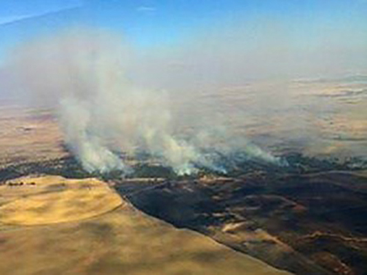 В Австралии ввели ЧП из-за масштабных лесных пожаров